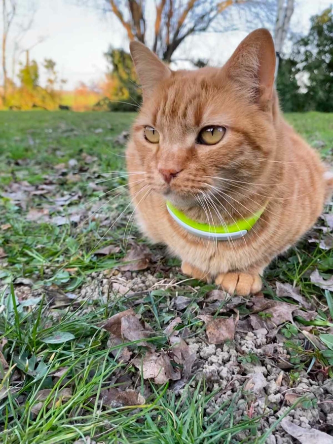 GPS cat collars  
