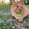 GPS cat collar