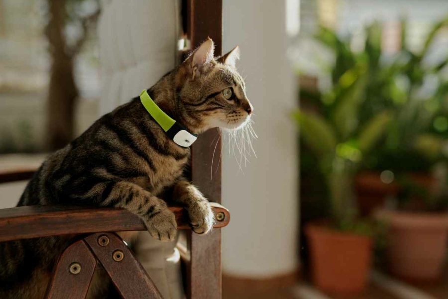 GPS cat collar price