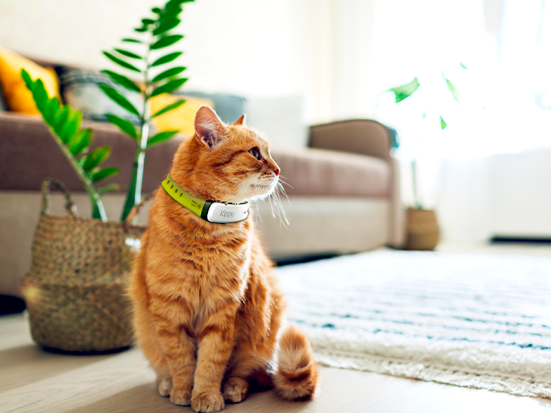 Cat tracking collar